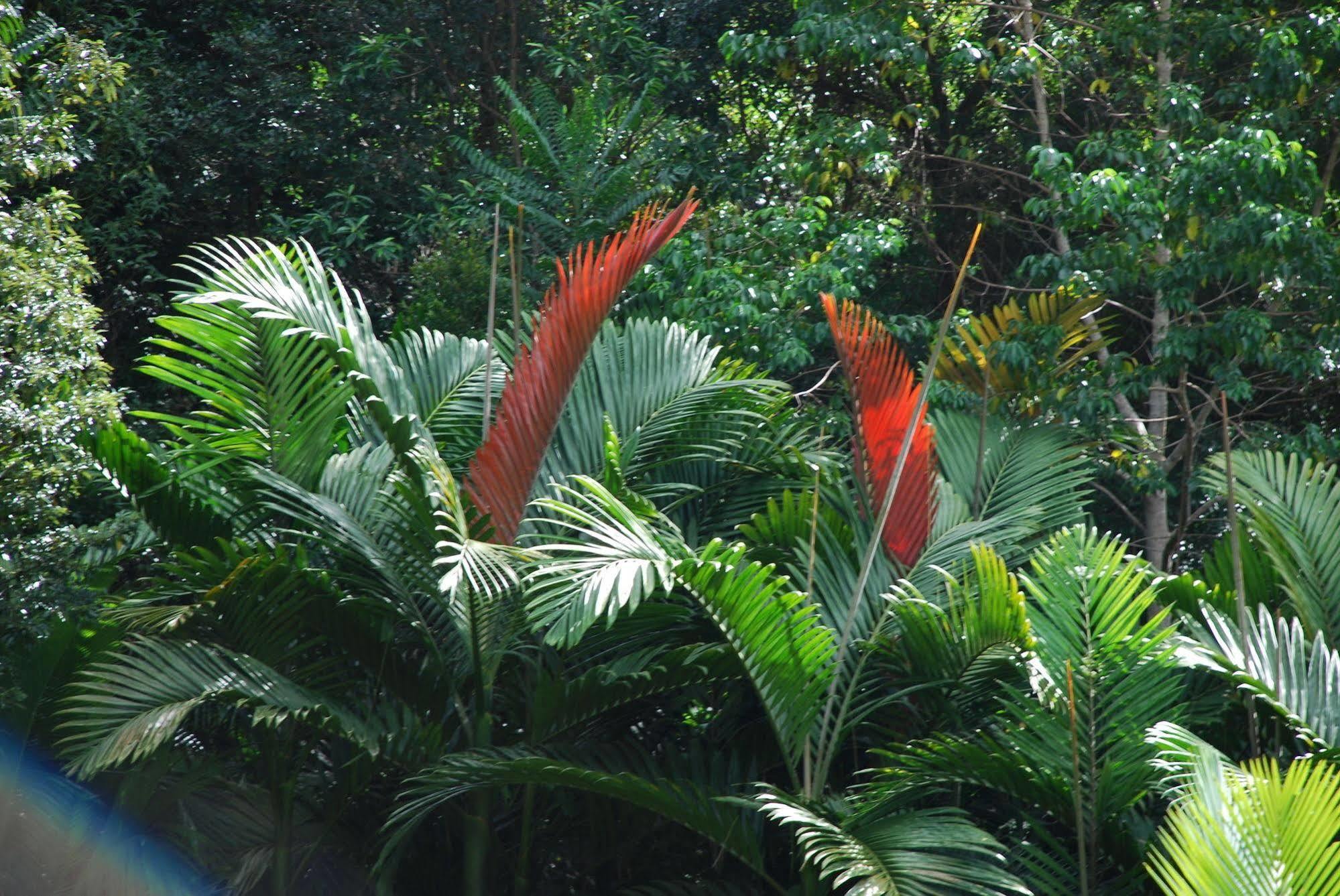 Wollumbin Palms Rainforest Retreat Uki Exterior photo