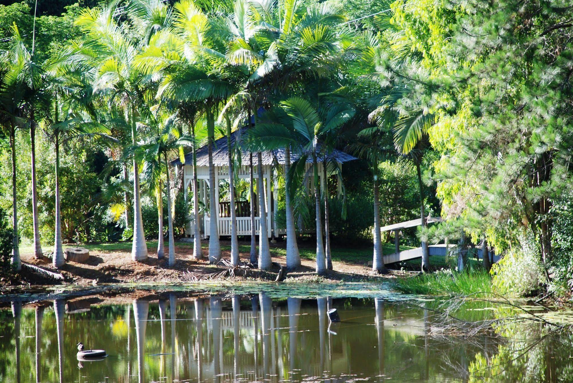 Wollumbin Palms Rainforest Retreat Uki Exterior photo